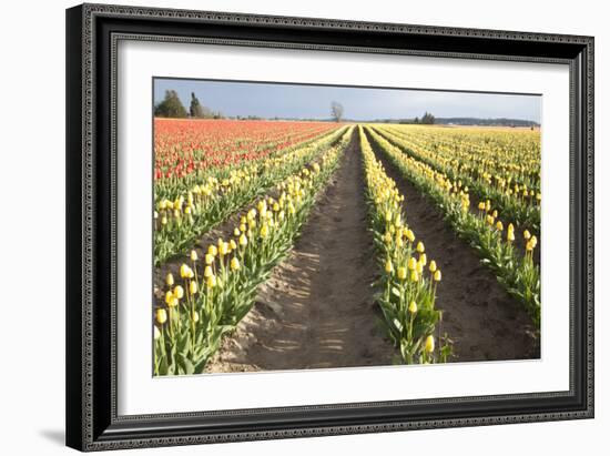 Tulips at Sunset III-Dana Styber-Framed Photographic Print