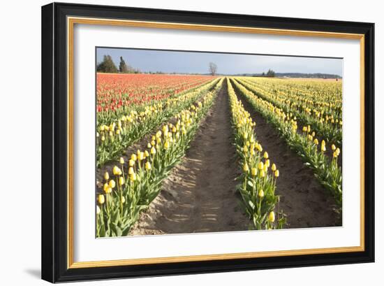 Tulips at Sunset III-Dana Styber-Framed Photographic Print