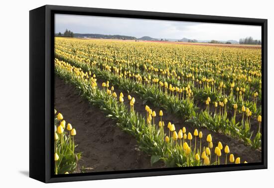 Tulips at Sunset IV-Dana Styber-Framed Premier Image Canvas