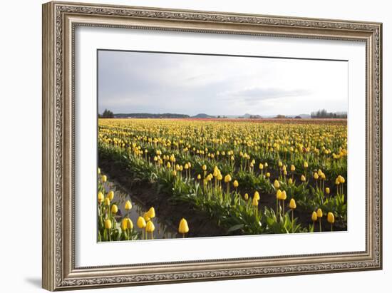 Tulips at Sunset V-Dana Styber-Framed Photographic Print