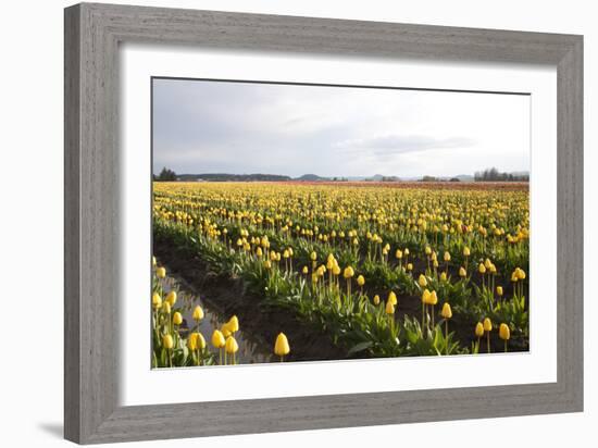 Tulips at Sunset V-Dana Styber-Framed Photographic Print