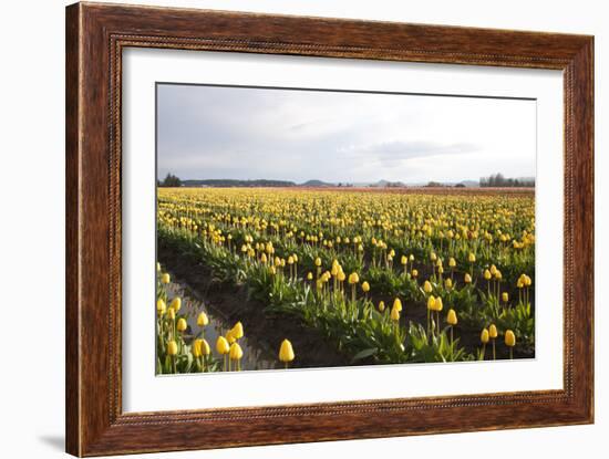 Tulips at Sunset V-Dana Styber-Framed Photographic Print