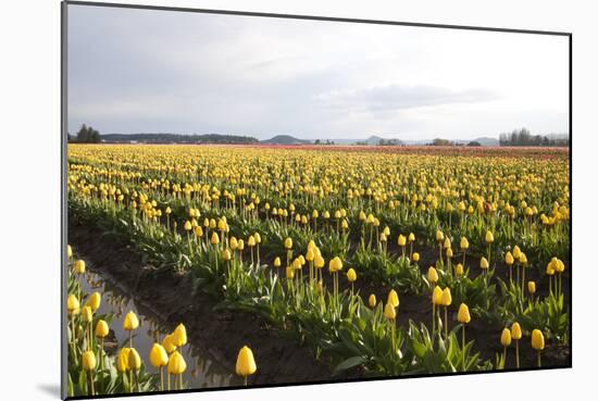 Tulips at Sunset V-Dana Styber-Mounted Photographic Print