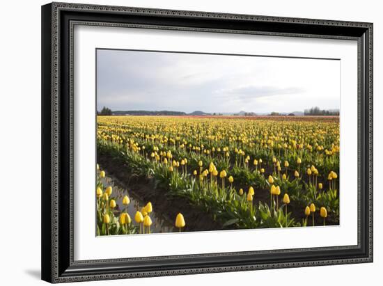 Tulips at Sunset V-Dana Styber-Framed Photographic Print