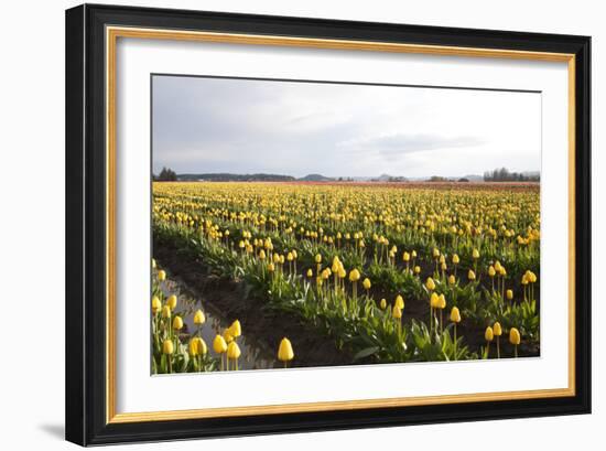 Tulips at Sunset V-Dana Styber-Framed Photographic Print