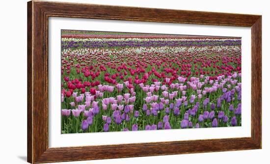 Tulips at Wooden Shoe Tulip Farm, Woodburn, Marion County, Oregon, Usa-null-Framed Photographic Print