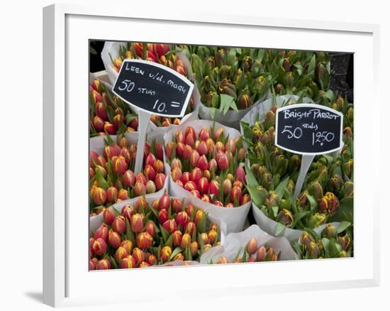 Tulips, Bloemenmarkt, Amsterdam, Holland, Europe-Frank Fell-Framed Photographic Print