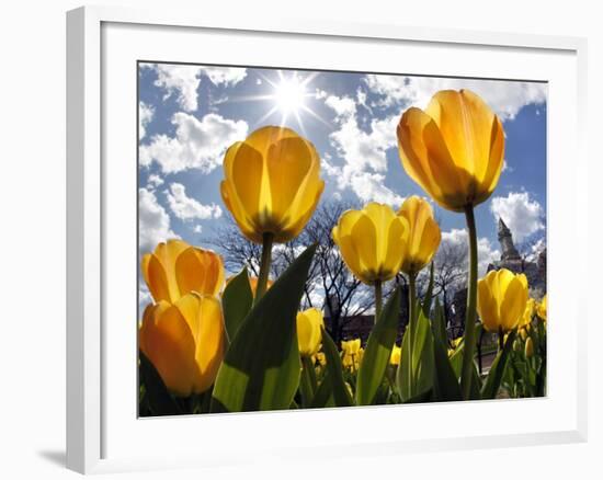 Tulips Bloom at a Park in Boston-null-Framed Photographic Print