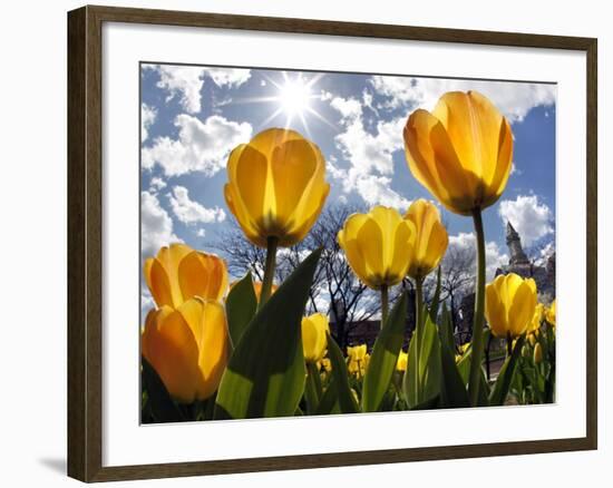 Tulips Bloom at a Park in Boston-null-Framed Photographic Print