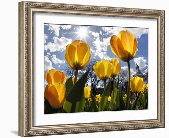 Tulips Bloom at a Park in Boston-null-Framed Photographic Print