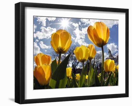 Tulips Bloom at a Park in Boston-null-Framed Photographic Print