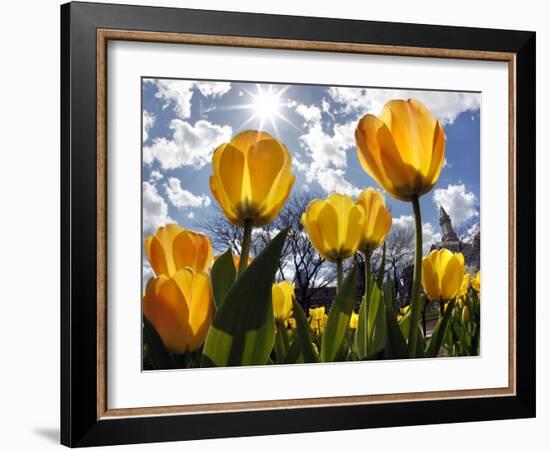 Tulips Bloom at a Park in Boston-null-Framed Photographic Print