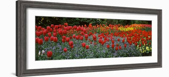 Tulips Blooming in a Garden, St. James's Park, City of Westminster, London, England-null-Framed Photographic Print