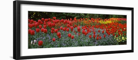 Tulips Blooming in a Garden, St. James's Park, City of Westminster, London, England-null-Framed Photographic Print