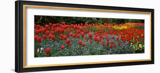 Tulips Blooming in a Garden, St. James's Park, City of Westminster, London, England-null-Framed Photographic Print