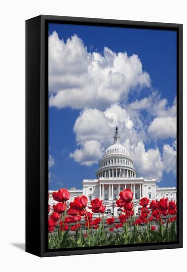 Tulips Blooming in Front of the Capitol Building, Washington DC, USA-Jaynes Gallery-Framed Premier Image Canvas