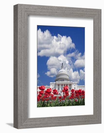 Tulips Blooming in Front of the Capitol Building, Washington DC, USA-Jaynes Gallery-Framed Photographic Print