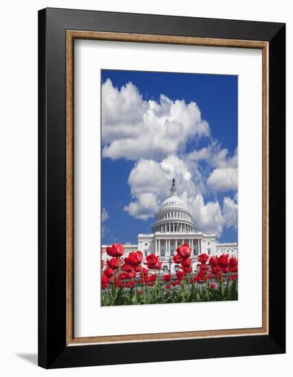 Tulips Blooming in Front of the Capitol Building, Washington DC, USA-Jaynes Gallery-Framed Photographic Print