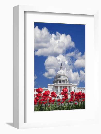 Tulips Blooming in Front of the Capitol Building, Washington DC, USA-Jaynes Gallery-Framed Photographic Print