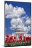 Tulips Blooming in Front of the Capitol Building, Washington DC, USA-Jaynes Gallery-Mounted Photographic Print