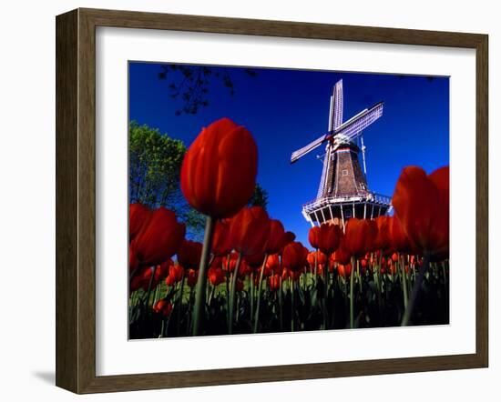 Tulips blooming on field against De Zwaan Windmill in Windmill Island Gardens, Holland, Michigan...-null-Framed Photographic Print