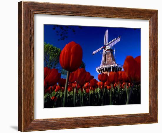 Tulips blooming on field against De Zwaan Windmill in Windmill Island Gardens, Holland, Michigan...-null-Framed Photographic Print