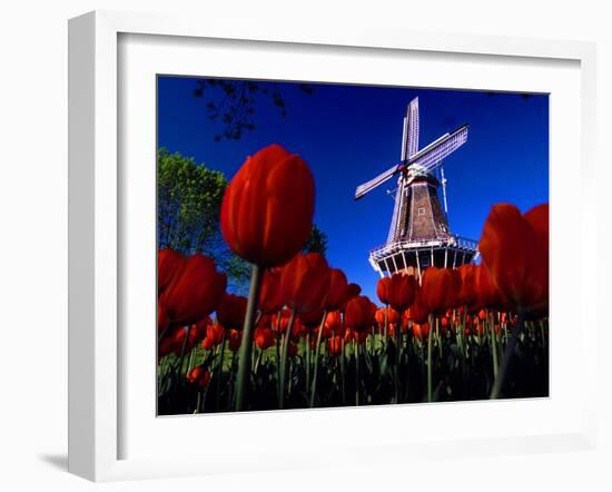 Tulips blooming on field against De Zwaan Windmill in Windmill Island Gardens, Holland, Michigan...-null-Framed Photographic Print