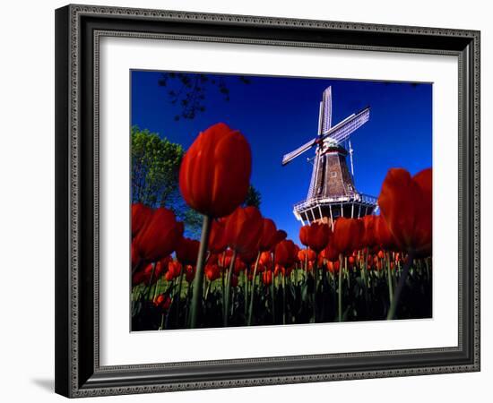 Tulips blooming on field against De Zwaan Windmill in Windmill Island Gardens, Holland, Michigan...-null-Framed Photographic Print