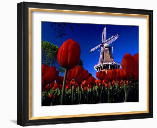 Tulips blooming on field against De Zwaan Windmill in Windmill Island Gardens, Holland, Michigan...-null-Framed Photographic Print