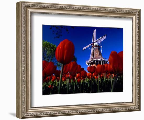 Tulips blooming on field against De Zwaan Windmill in Windmill Island Gardens, Holland, Michigan...-null-Framed Photographic Print