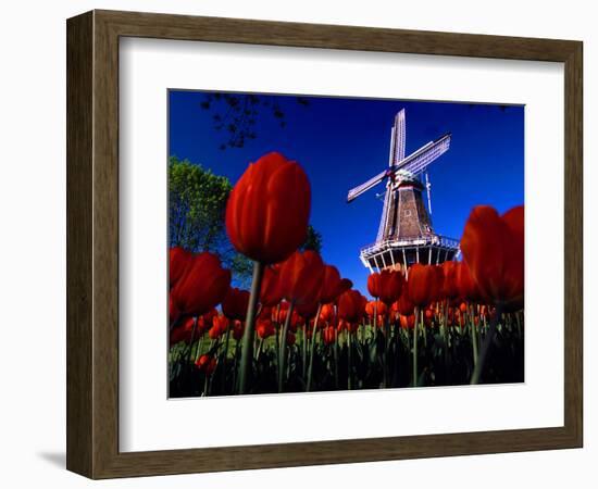 Tulips blooming on field against De Zwaan Windmill in Windmill Island Gardens, Holland, Michigan...-null-Framed Photographic Print