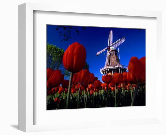 Tulips blooming on field against De Zwaan Windmill in Windmill Island Gardens, Holland, Michigan...-null-Framed Photographic Print