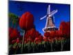 Photographic Print