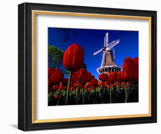 Tulips blooming on field against De Zwaan Windmill in Windmill Island Gardens, Holland, Michigan...-null-Framed Photographic Print