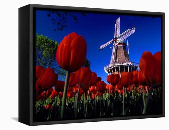 Tulips blooming on field against De Zwaan Windmill in Windmill Island Gardens, Holland, Michigan...-null-Framed Premier Image Canvas