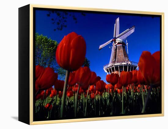 Tulips blooming on field against De Zwaan Windmill in Windmill Island Gardens, Holland, Michigan...-null-Framed Premier Image Canvas