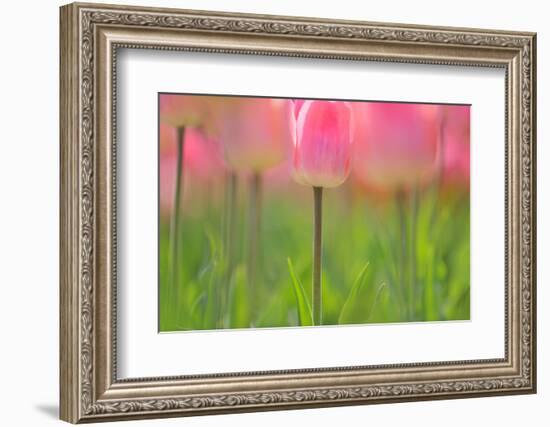 Tulips, Blossoms, Pink, Blossom, Blur, Tulpia, Blossom, Blossoms, Petals, Flowers-Herbert Kehrer-Framed Photographic Print