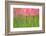 Tulips, Blossoms, Pink, Blossom, Blur, Tulpia, Blossom, Blossoms, Petals, Flowers-Herbert Kehrer-Framed Photographic Print