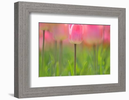 Tulips, Blossoms, Pink, Blossom, Blur, Tulpia, Blossom, Blossoms, Petals, Flowers-Herbert Kehrer-Framed Photographic Print