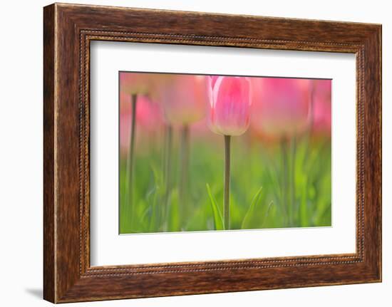 Tulips, Blossoms, Pink, Blossom, Blur, Tulpia, Blossom, Blossoms, Petals, Flowers-Herbert Kehrer-Framed Photographic Print