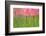 Tulips, Blossoms, Pink, Blossom, Blur, Tulpia, Blossom, Blossoms, Petals, Flowers-Herbert Kehrer-Framed Photographic Print