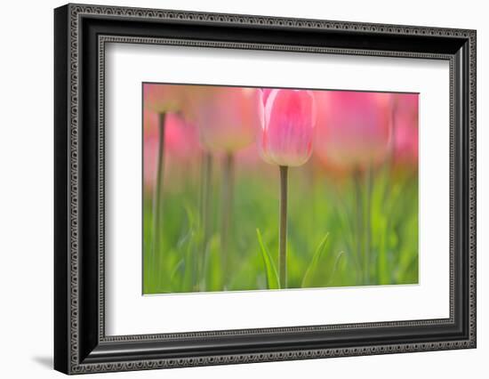 Tulips, Blossoms, Pink, Blossom, Blur, Tulpia, Blossom, Blossoms, Petals, Flowers-Herbert Kehrer-Framed Photographic Print