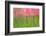 Tulips, Blossoms, Pink, Blossom, Blur, Tulpia, Blossom, Blossoms, Petals, Flowers-Herbert Kehrer-Framed Photographic Print