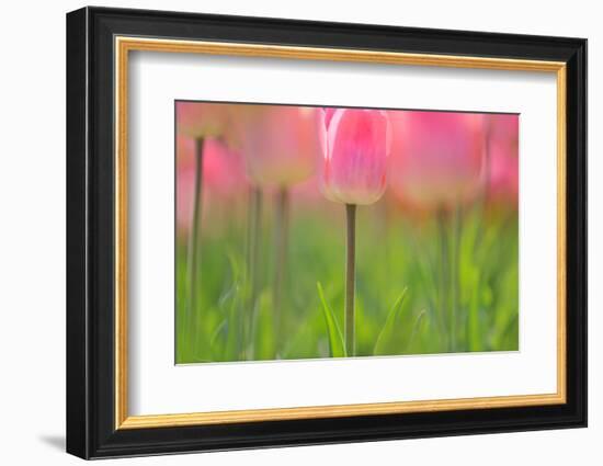 Tulips, Blossoms, Pink, Blossom, Blur, Tulpia, Blossom, Blossoms, Petals, Flowers-Herbert Kehrer-Framed Photographic Print