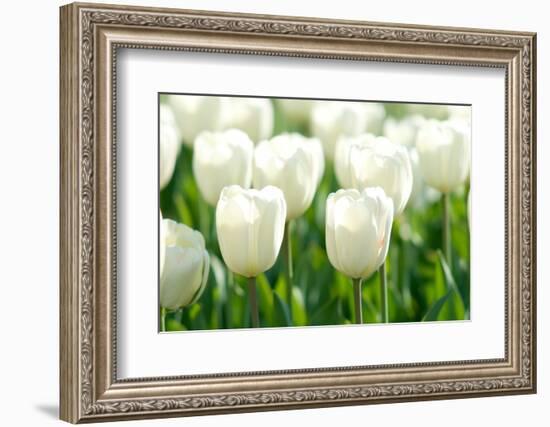 Tulips, Blossoms, White, Sunlight-Alexander Georgiadis-Framed Photographic Print