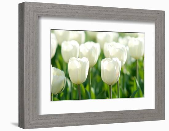 Tulips, Blossoms, White, Sunlight-Alexander Georgiadis-Framed Photographic Print