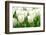 Tulips, Blossoms, White, Sunlight-Alexander Georgiadis-Framed Photographic Print