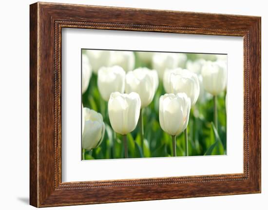 Tulips, Blossoms, White, Sunlight-Alexander Georgiadis-Framed Photographic Print