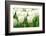 Tulips, Blossoms, White, Sunlight-Alexander Georgiadis-Framed Photographic Print