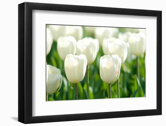Tulips, Blossoms, White, Sunlight-Alexander Georgiadis-Framed Photographic Print